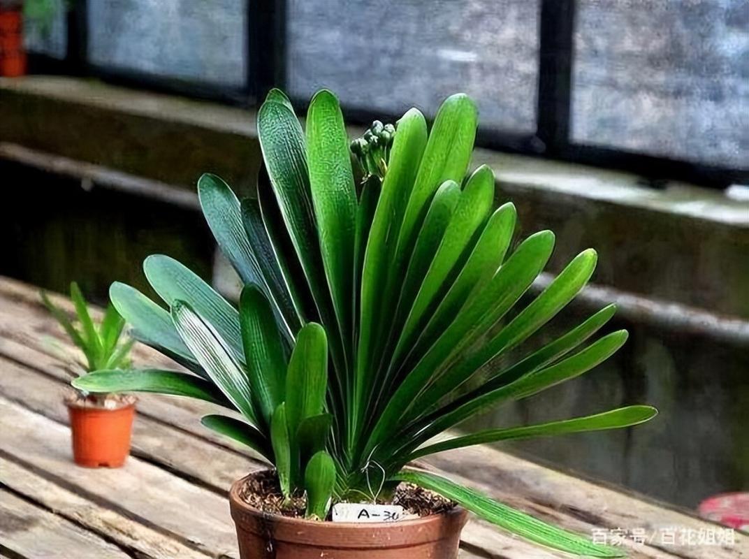 君子兰浇什么水比较好?君子兰浇啤酒最佳方法?-第3张图片-优品飞百科 君子兰浇什么水比较好?君子兰浇啤酒最佳方法?-第3张图片-优品飞百科