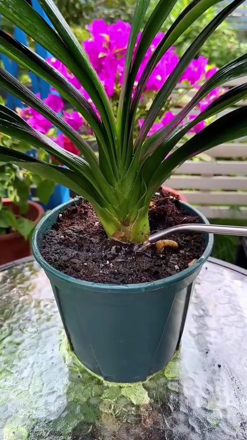 君子兰浇什么水比较好?君子兰浇啤酒最佳方法?-第4张图片-优品飞百科 君子兰浇什么水比较好?君子兰浇啤酒最佳方法?-第4张图片-优品飞百科