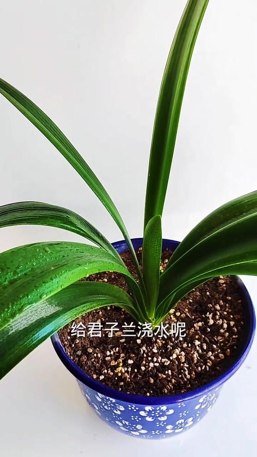 君子兰浇什么水比较好?君子兰浇啤酒最佳方法?-第5张图片-优品飞百科 君子兰浇什么水比较好?君子兰浇啤酒最佳方法?-第5张图片-优品飞百科