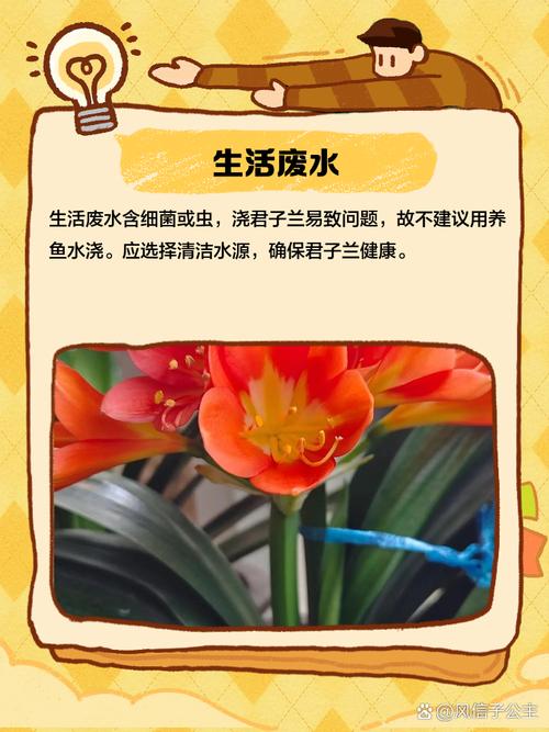 君子兰浇什么水比较好?君子兰浇啤酒最佳方法?-第6张图片-优品飞百科 君子兰浇什么水比较好?君子兰浇啤酒最佳方法?-第6张图片-优品飞百科