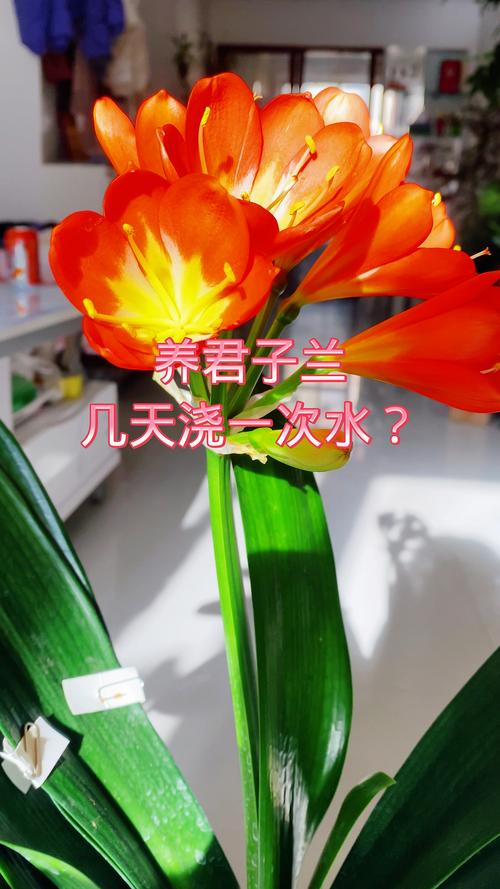 君子兰浇什么水比较好?君子兰浇啤酒最佳方法?-第7张图片-优品飞百科 君子兰浇什么水比较好?君子兰浇啤酒最佳方法?-第7张图片-优品飞百科