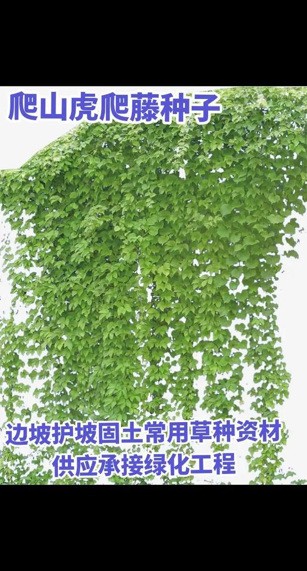 爬山虎怎么种植？爬山虎怎么种植扦插？