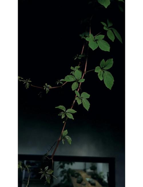 爬山虎怎么种植？爬山虎怎么种植扦插？-第2张图片-优品飞百科