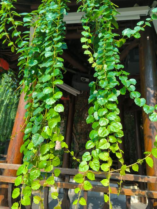 爬山虎怎么种植？爬山虎怎么种植扦插？-第3张图片-优品飞百科