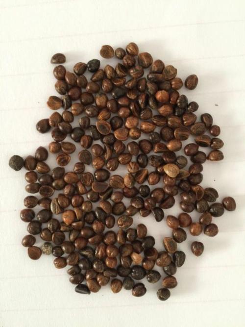 爬山虎怎么种植？爬山虎怎么种植扦插？-第4张图片-优品飞百科