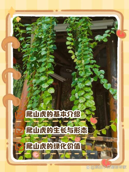 爬山虎怎么种植？爬山虎怎么种植扦插？-第5张图片-优品飞百科