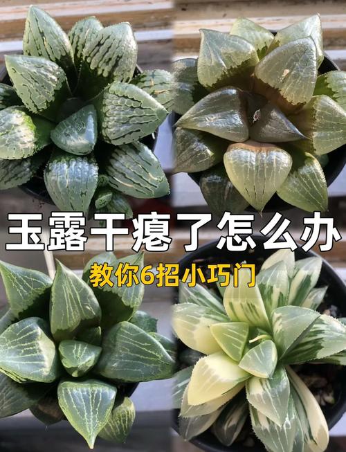 玉露叶子干瘪能恢复吗，玉露叶子干瘪能恢复吗图片？