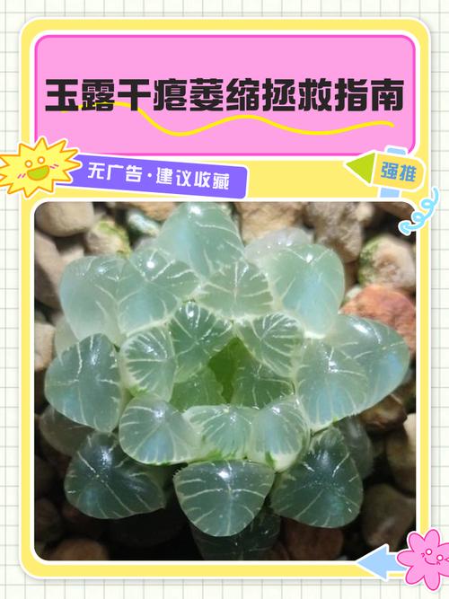 玉露叶子干瘪能恢复吗，玉露叶子干瘪能恢复吗图片？-第2张图片-优品飞百科