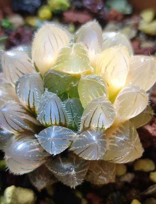 玉露叶子干瘪能恢复吗，玉露叶子干瘪能恢复吗图片？-第4张图片-优品飞百科