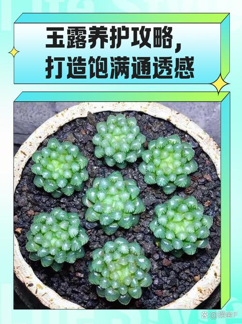 玉露叶子干瘪能恢复吗，玉露叶子干瘪能恢复吗图片？-第5张图片-优品飞百科