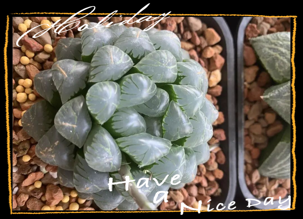 玉露叶子干瘪能恢复吗，玉露叶子干瘪能恢复吗图片？-第6张图片-优品飞百科