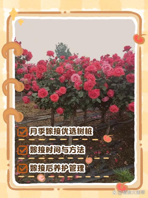 月季花嫁接技术和方法，月季花嫁接技术和方法视频？-第1张图片-优品飞百科