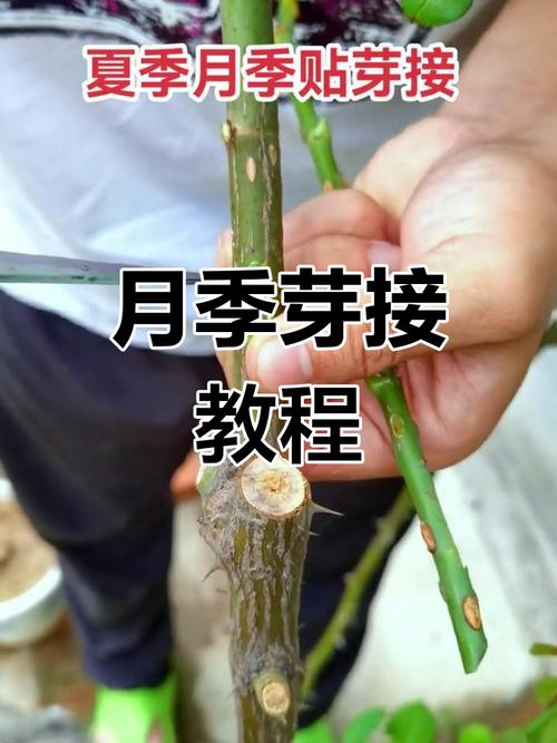 月季花嫁接技术和方法，月季花嫁接技术和方法视频？-第2张图片-优品飞百科
