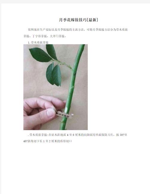 月季花嫁接技术和方法，月季花嫁接技术和方法视频？-第3张图片-优品飞百科