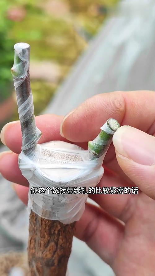 月季花嫁接技术和方法，月季花嫁接技术和方法视频？-第4张图片-优品飞百科