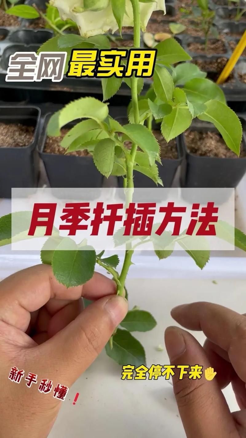 月季花嫁接技术和方法，月季花嫁接技术和方法视频？-第5张图片-优品飞百科