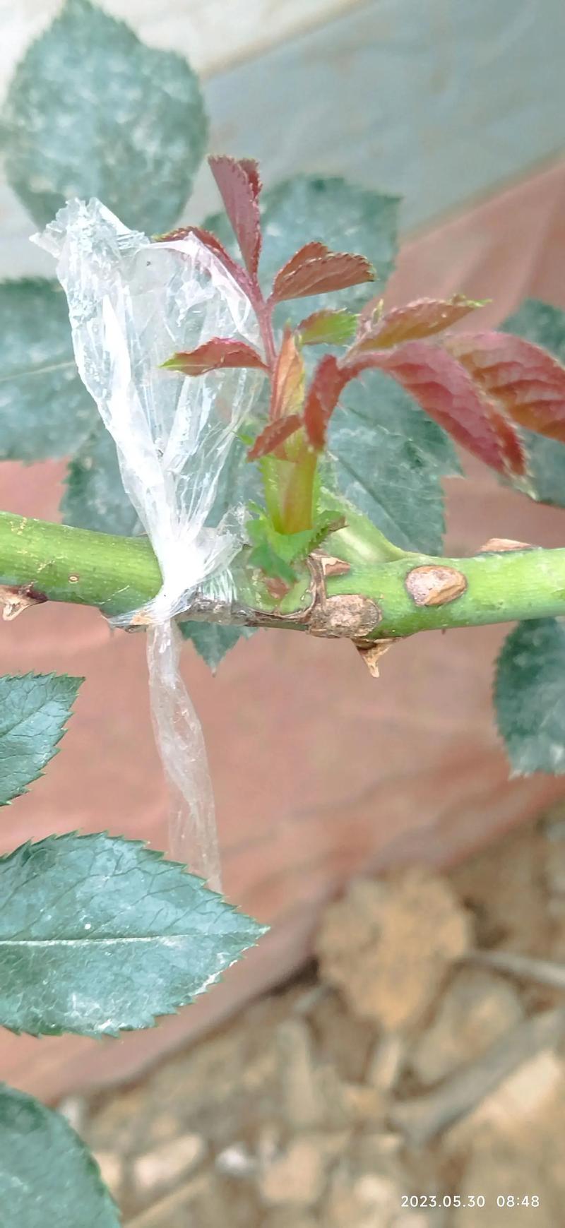 月季花嫁接技术和方法，月季花嫁接技术和方法视频？-第6张图片-优品飞百科