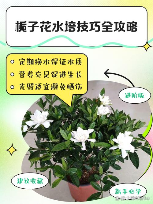 栀子花几天浇一次水？君子兰多长时间浇水一次？
