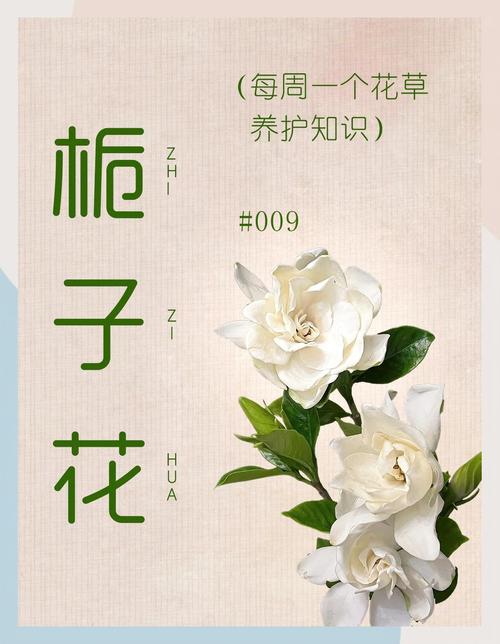 栀子花几天浇一次水？君子兰多长时间浇水一次？-第2张图片-优品飞百科
