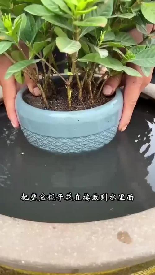 栀子花几天浇一次水？君子兰多长时间浇水一次？-第3张图片-优品飞百科