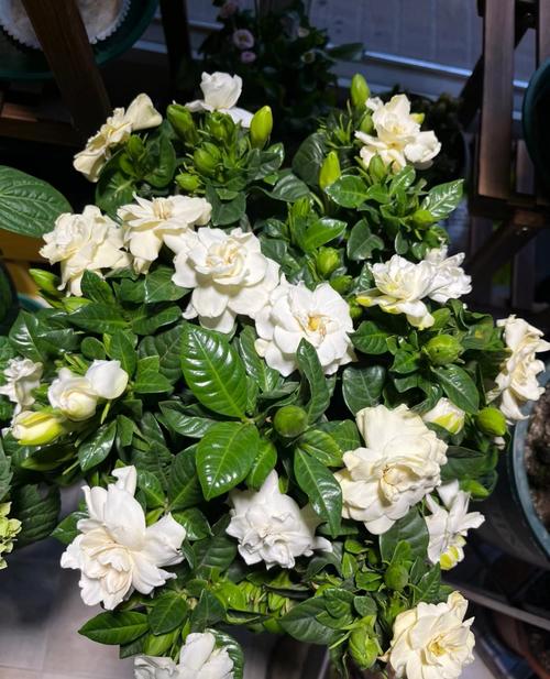 栀子花几天浇一次水？君子兰多长时间浇水一次？-第5张图片-优品飞百科