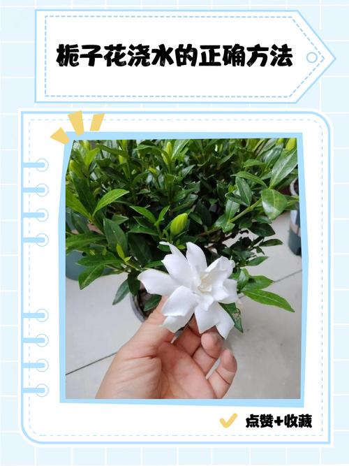 栀子花几天浇一次水？君子兰多长时间浇水一次？-第7张图片-优品飞百科