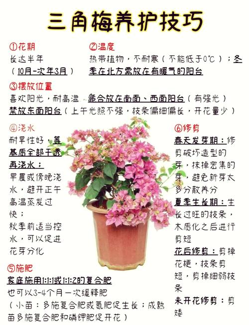 秋天三角梅可以换盆吗，秋天三角梅可以换盆吗怎么养？