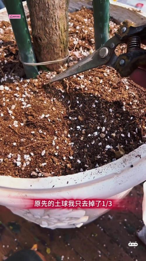 秋天三角梅可以换盆吗，秋天三角梅可以换盆吗怎么养？-第2张图片-优品飞百科