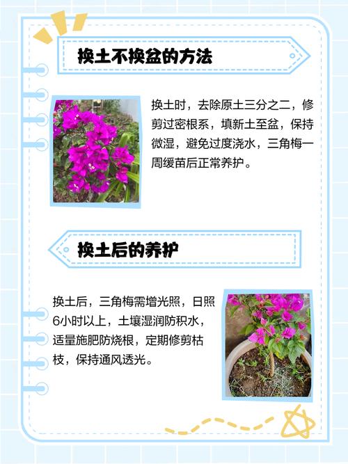 秋天三角梅可以换盆吗，秋天三角梅可以换盆吗怎么养？-第3张图片-优品飞百科