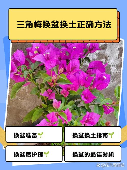 秋天三角梅可以换盆吗，秋天三角梅可以换盆吗怎么养？-第4张图片-优品飞百科