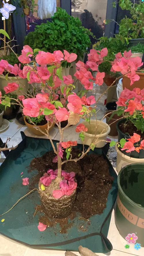 秋天三角梅可以换盆吗，秋天三角梅可以换盆吗怎么养？-第5张图片-优品飞百科