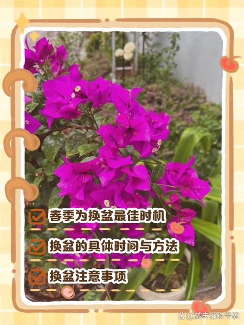 秋天三角梅可以换盆吗，秋天三角梅可以换盆吗怎么养？-第6张图片-优品飞百科