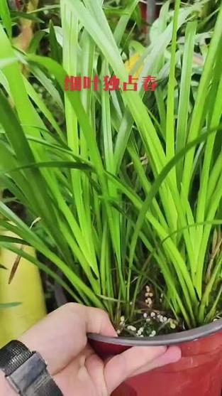 独占春冬天养殖的禁忌，独占春是什么兰？