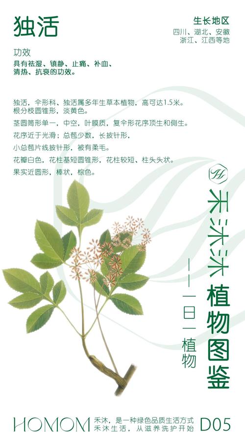 独占春冬天养殖的禁忌，独占春是什么兰？-第2张图片-优品飞百科