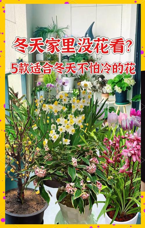 独占春冬天养殖的禁忌，独占春是什么兰？-第3张图片-优品飞百科