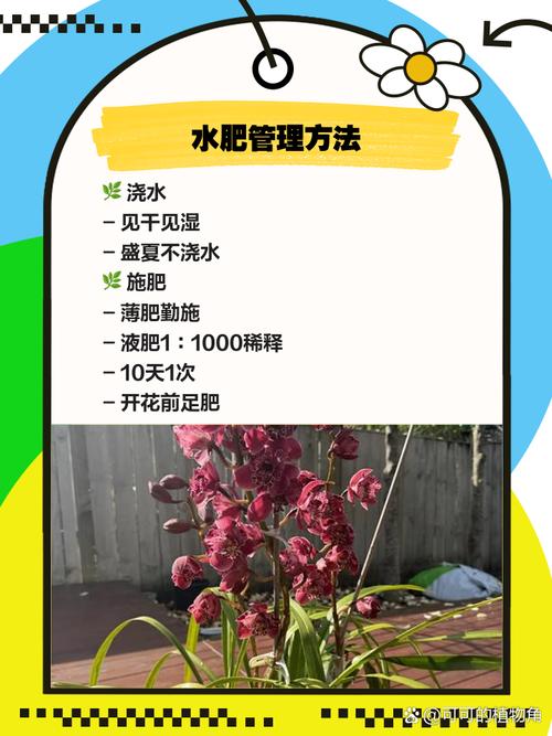 独占春冬天养殖的禁忌，独占春是什么兰？-第4张图片-优品飞百科