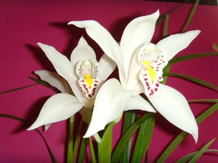 独占春冬天养殖的禁忌，独占春是什么兰？-第5张图片-优品飞百科