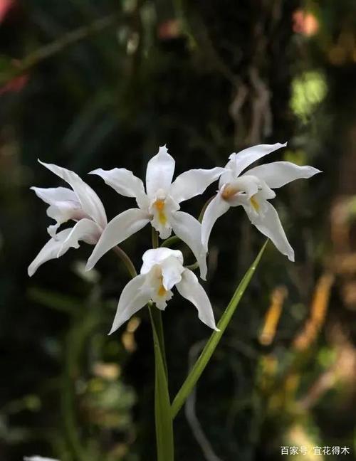 独占春冬天养殖的禁忌，独占春是什么兰？-第6张图片-优品飞百科