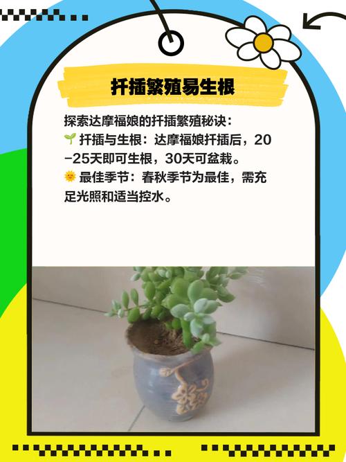 达摩福娘怎么养长的好，达摩福娘好养活吗？-第2张图片-优品飞百科