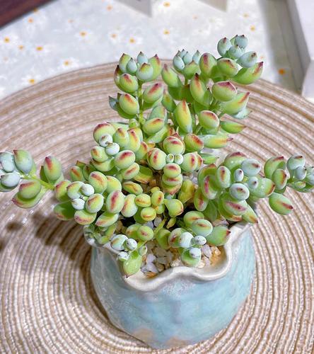 达摩福娘怎么养长的好，达摩福娘好养活吗？