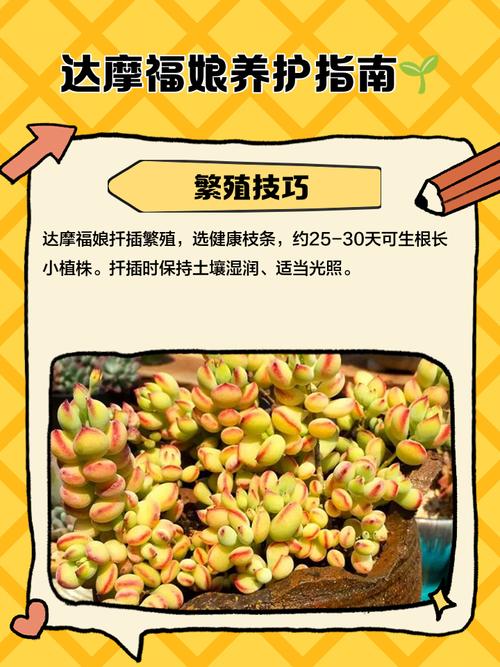 达摩福娘怎么养长的好，达摩福娘好养活吗？-第3张图片-优品飞百科