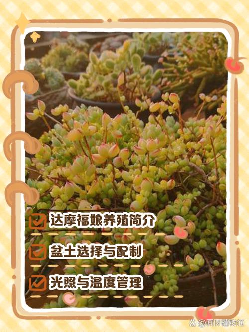 达摩福娘怎么养长的好，达摩福娘好养活吗？-第5张图片-优品飞百科