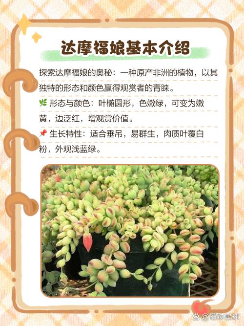 达摩福娘怎么养长的好，达摩福娘好养活吗？-第6张图片-优品飞百科