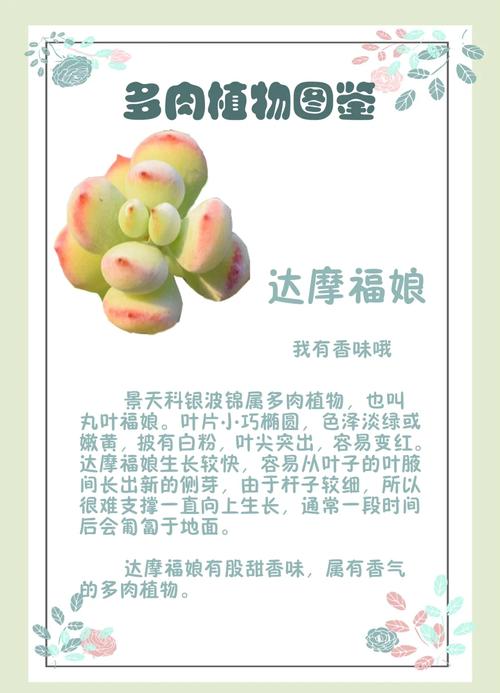 达摩福娘怎么养长的好，达摩福娘好养活吗？-第7张图片-优品飞百科