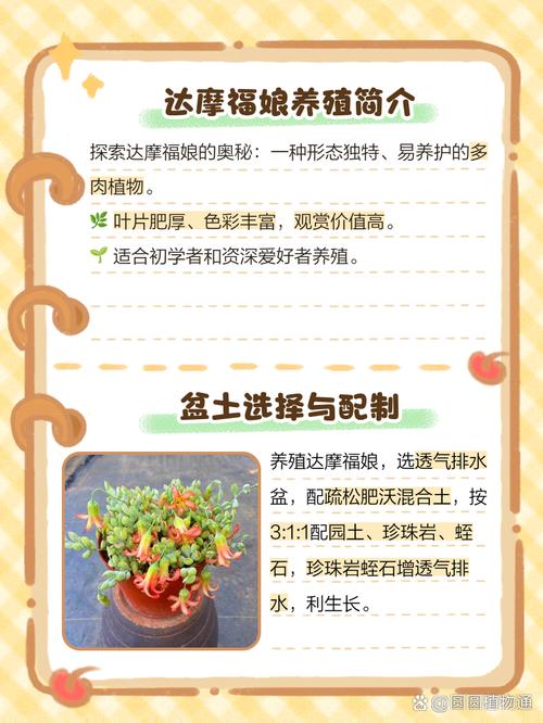 达摩福娘怎么养长的好，达摩福娘好养活吗？-第8张图片-优品飞百科