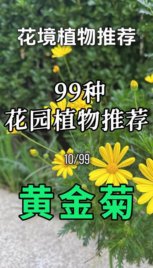 黄金菊如何养，黄金菊怎么养护？-第1张图片-优品飞百科