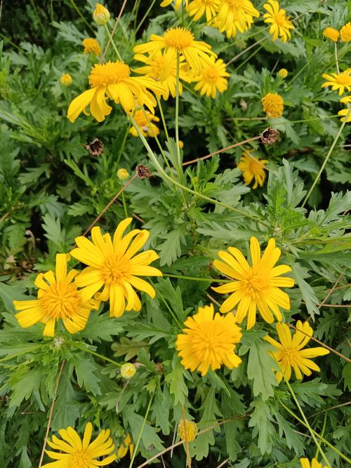 黄金菊如何养，黄金菊怎么养护？-第2张图片-优品飞百科