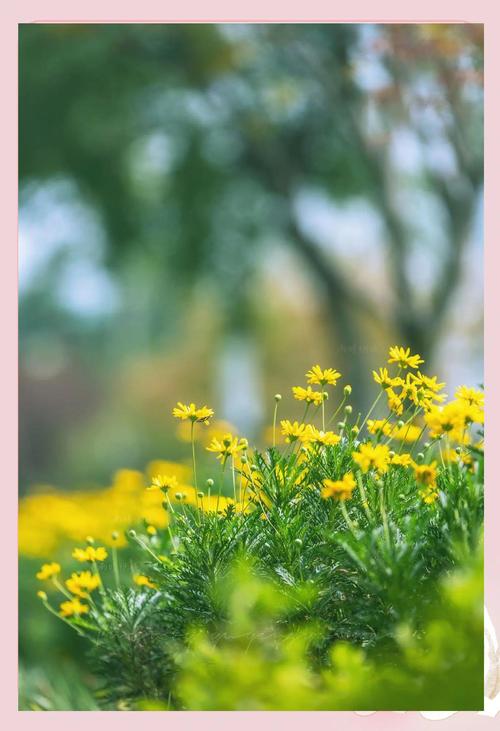 黄金菊如何养，黄金菊怎么养护？-第3张图片-优品飞百科