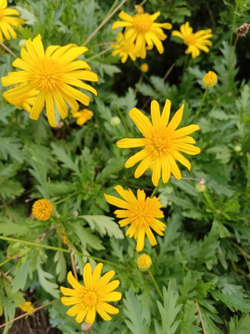 黄金菊如何养，黄金菊怎么养护？-第4张图片-优品飞百科