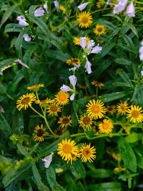 黄金菊如何养，黄金菊怎么养护？-第7张图片-优品飞百科